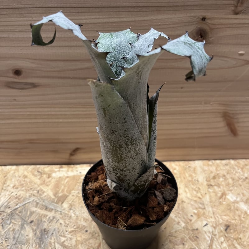 ホヘンベルギア　植物 一点物 ホヘンベルギア カーラ 3.5号(1株) | チャーム