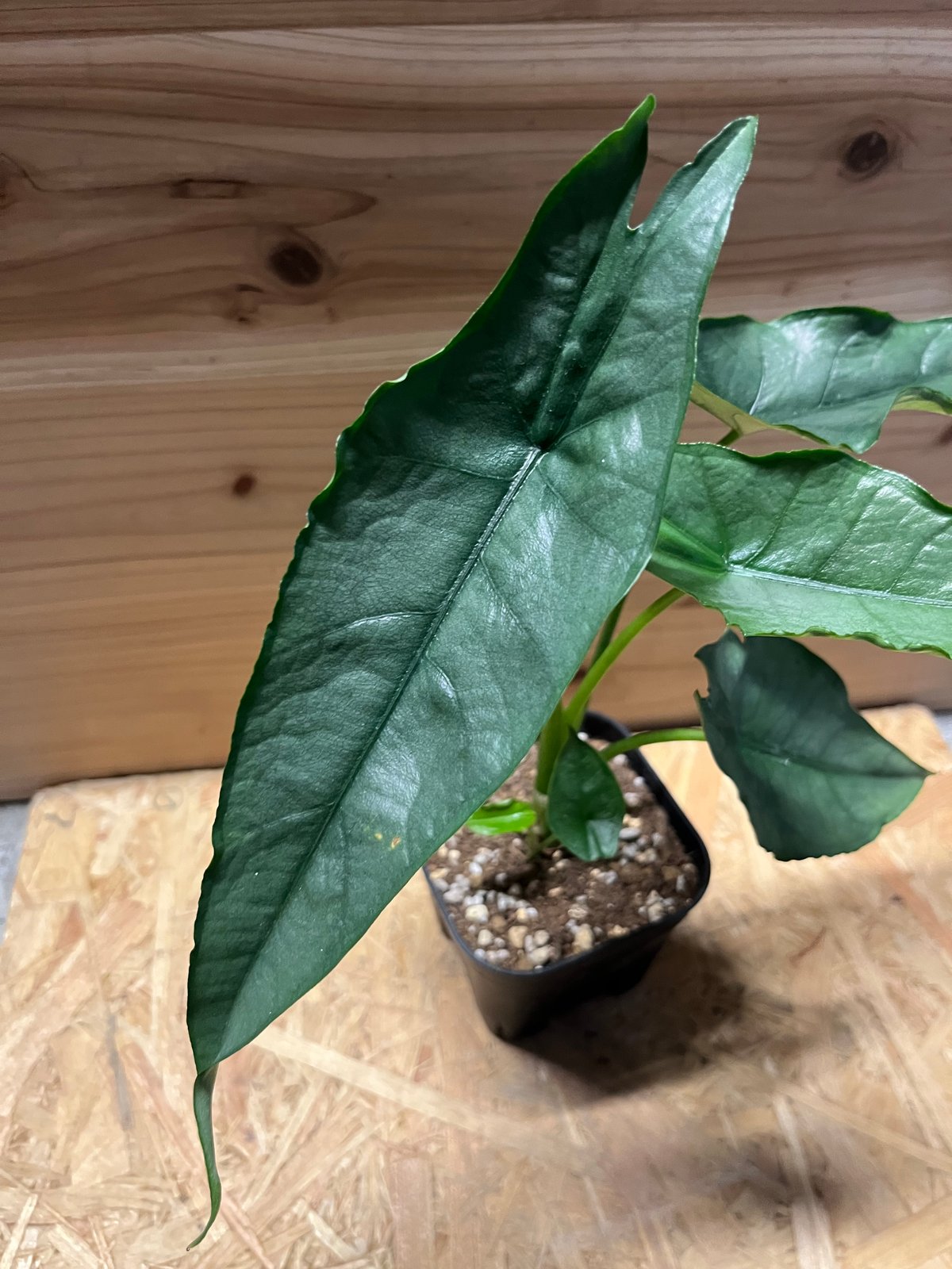 アロカシア ドラゴンブレス | GREEN LUCK