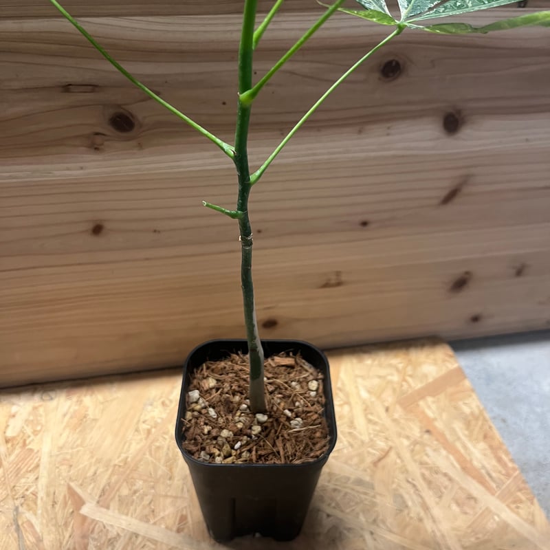 パキラ 斑入り 実生 | GREEN LUCK