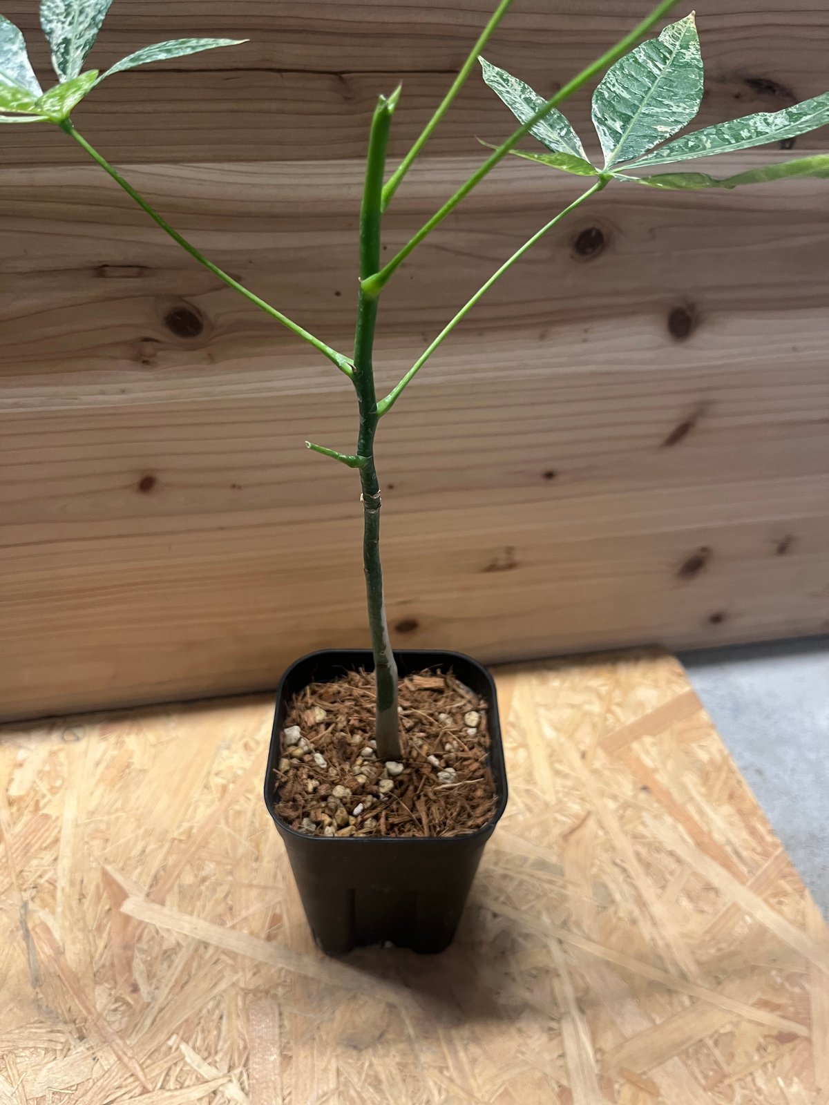 パキラ 斑入り 実生 | GREEN LUCK