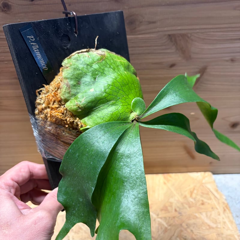 ビカクシダ 'フラメンコ' | GREEN LUCK