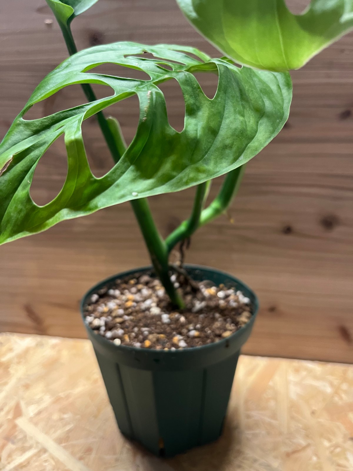 モンステラエスケレート モンステラエスケレート( Monstera Esqueleto ) - 私のモンステラ