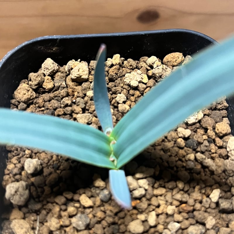 ウェルウィッチア ミラビリス 奇想天外 | GREEN LUCK