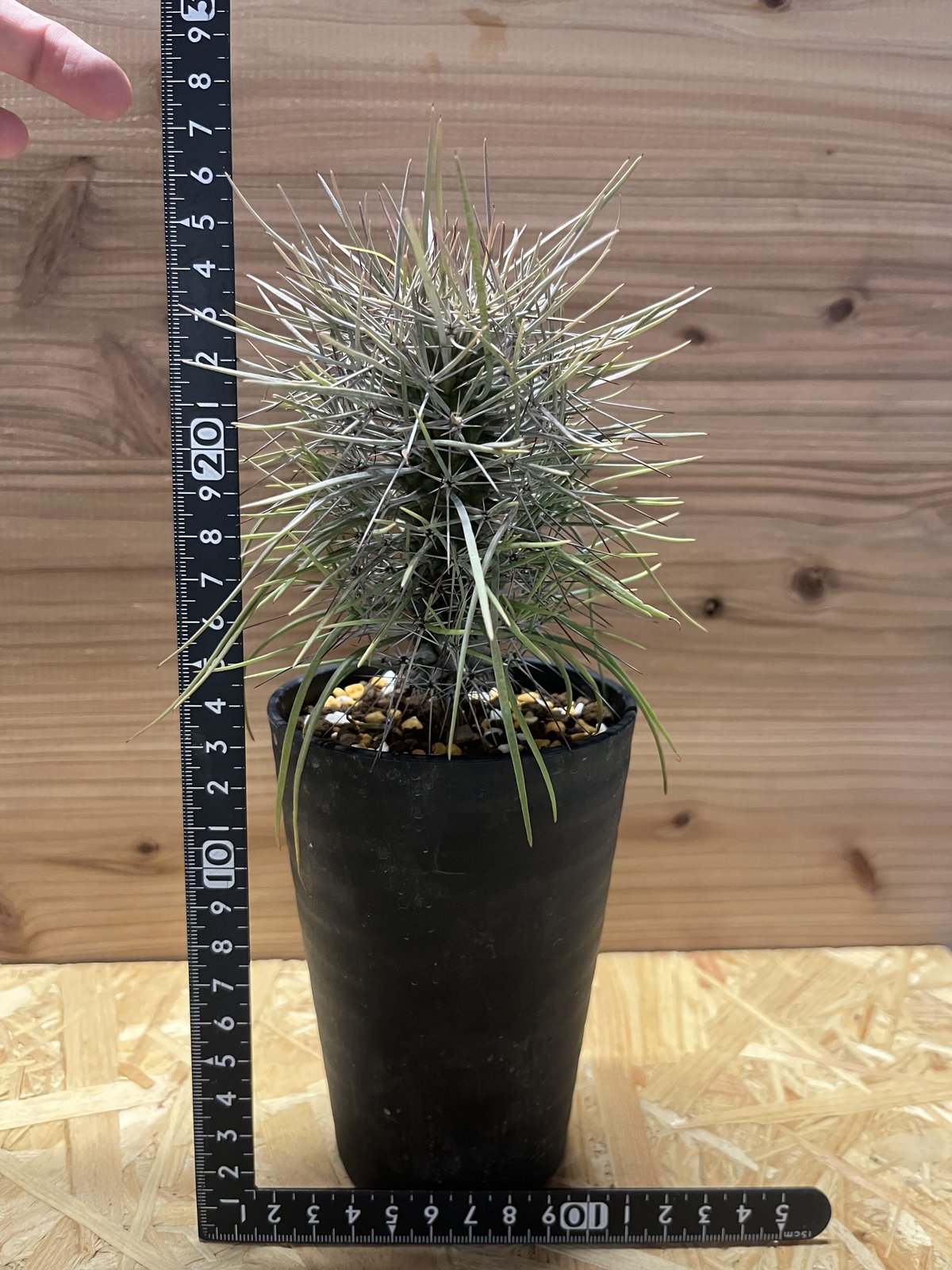 ◎ ディディエレア トロリー / Didierea trollii / 伝市青銅 レア