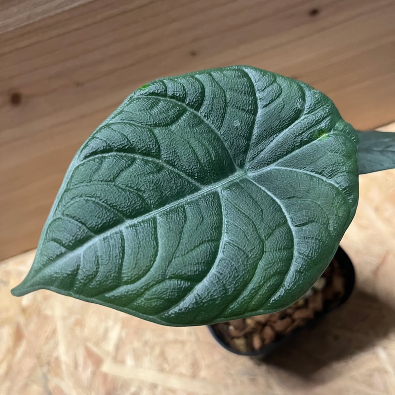 アロカシア ドラゴンムーン | GREEN LUCK