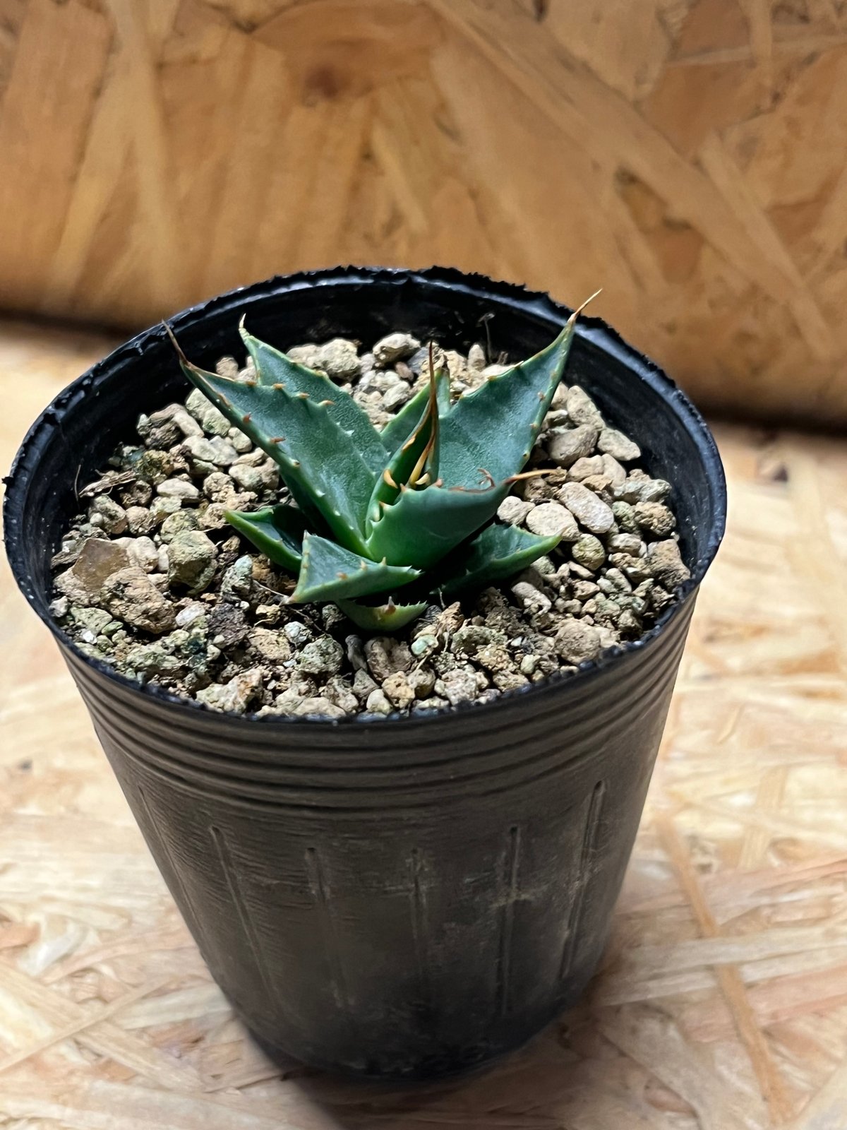 アガベ ユタエンシス エボリスピナ 実生 | GREEN LUCK