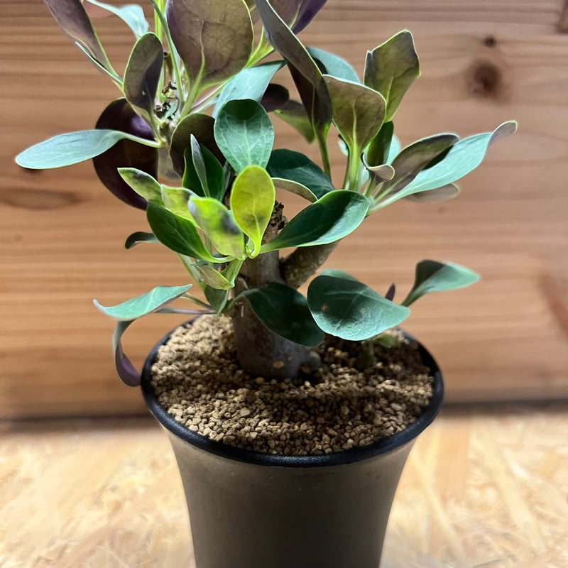 オトンナ トリプリネルビア | GREEN LUCK