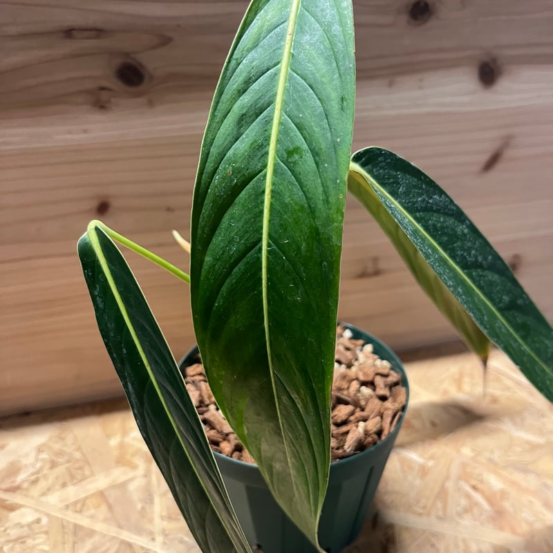 Philodendron heterocraspedon　フィロデンドロン Philodendron Heterocraspedon | Harmony Plants
