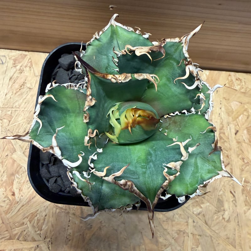 アガベ チタノタ '金剛 King Kong' | GREEN LUCK