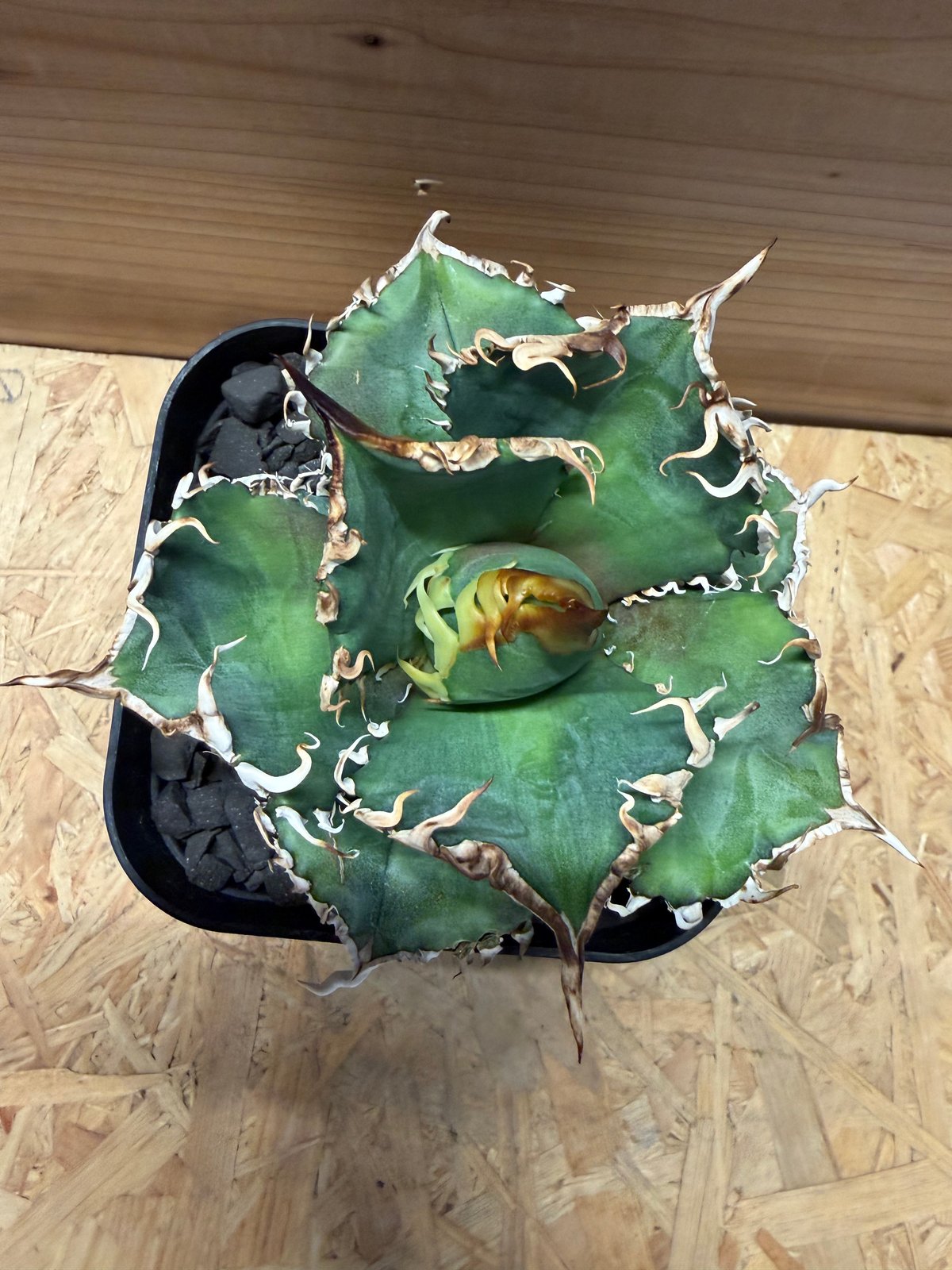 アガベ チタノタ '金剛 King Kong' | GREEN LUCK