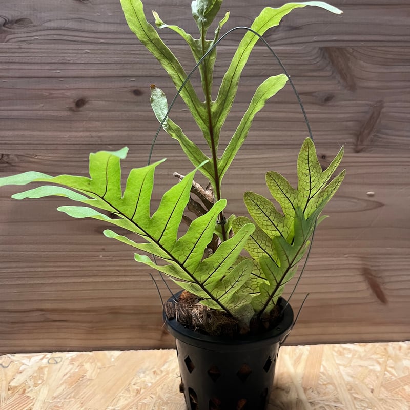 アグラオモルファ （ドリナリア）プレウリディオイデス | GREEN LUCK