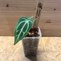 ディオーン エデュレ | GREEN LUCK