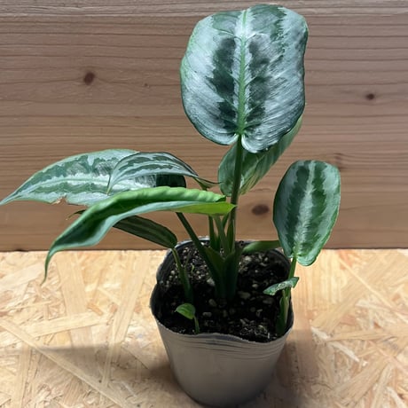 スキスマトグロッティス プセウドハッチ chevron セカダウ アロイド Schismatoglottis pseudohatchii chevron セカダウ カミハタ便