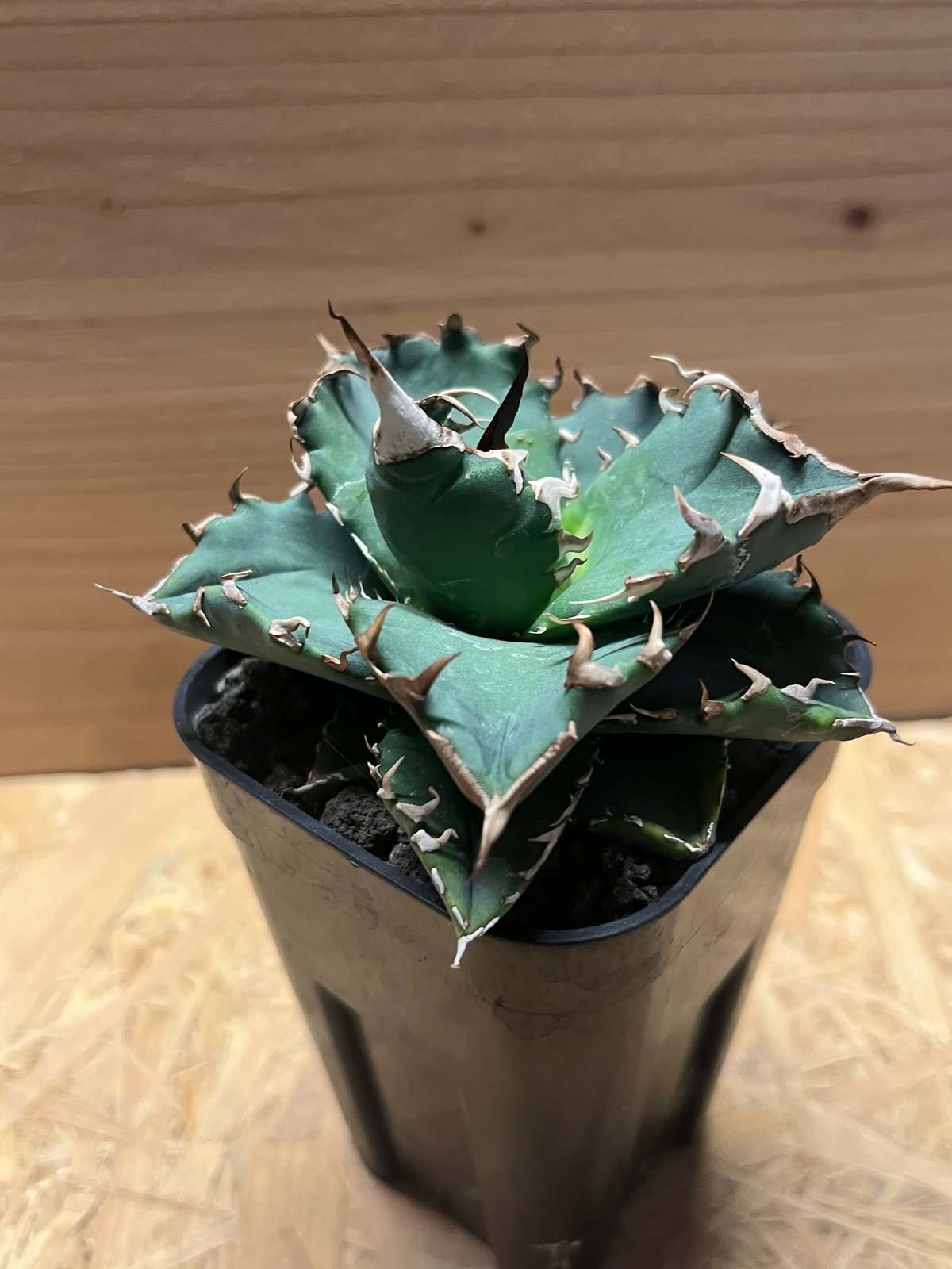 アガベ チタノタ 強棘夕映 | GREEN LUCK