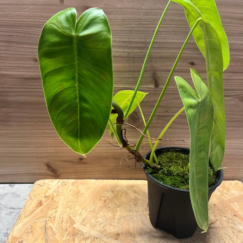 フィロデンドロン シャロニアエ | GREEN LUCK