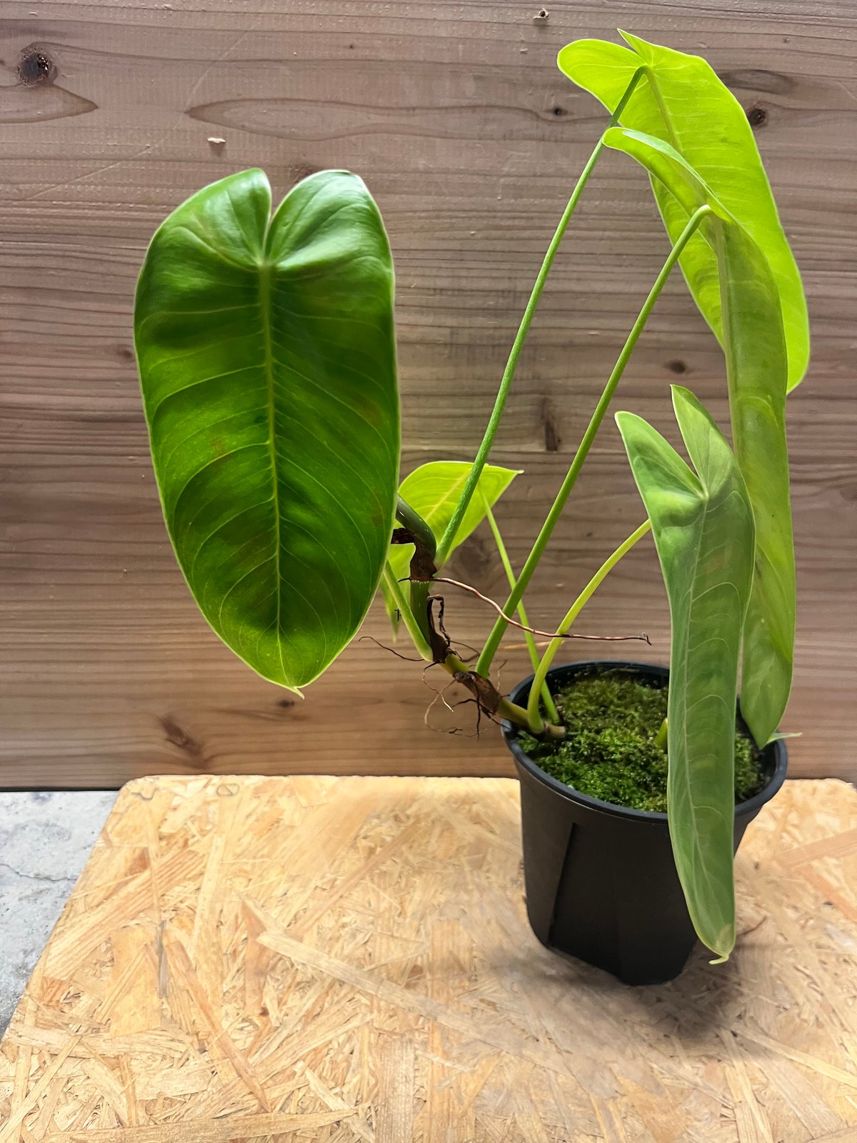 フィロデンドロン シャロニアエ | GREEN LUCK