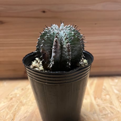 ユーフォルビア　ホリダ