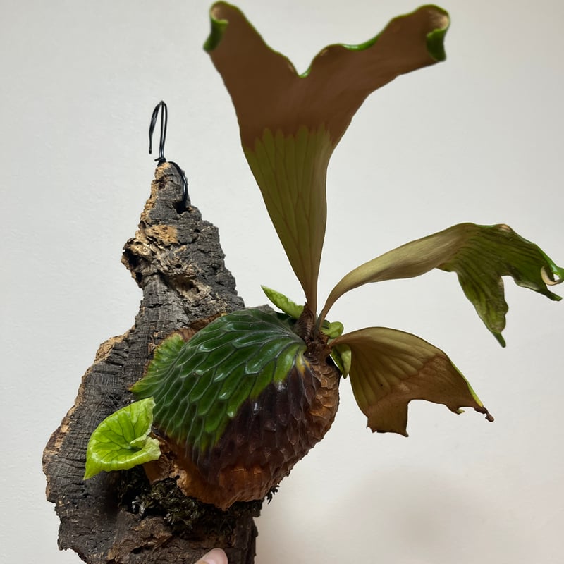 ビカクシダ マダガスカリエンセ | GREEN LUCK