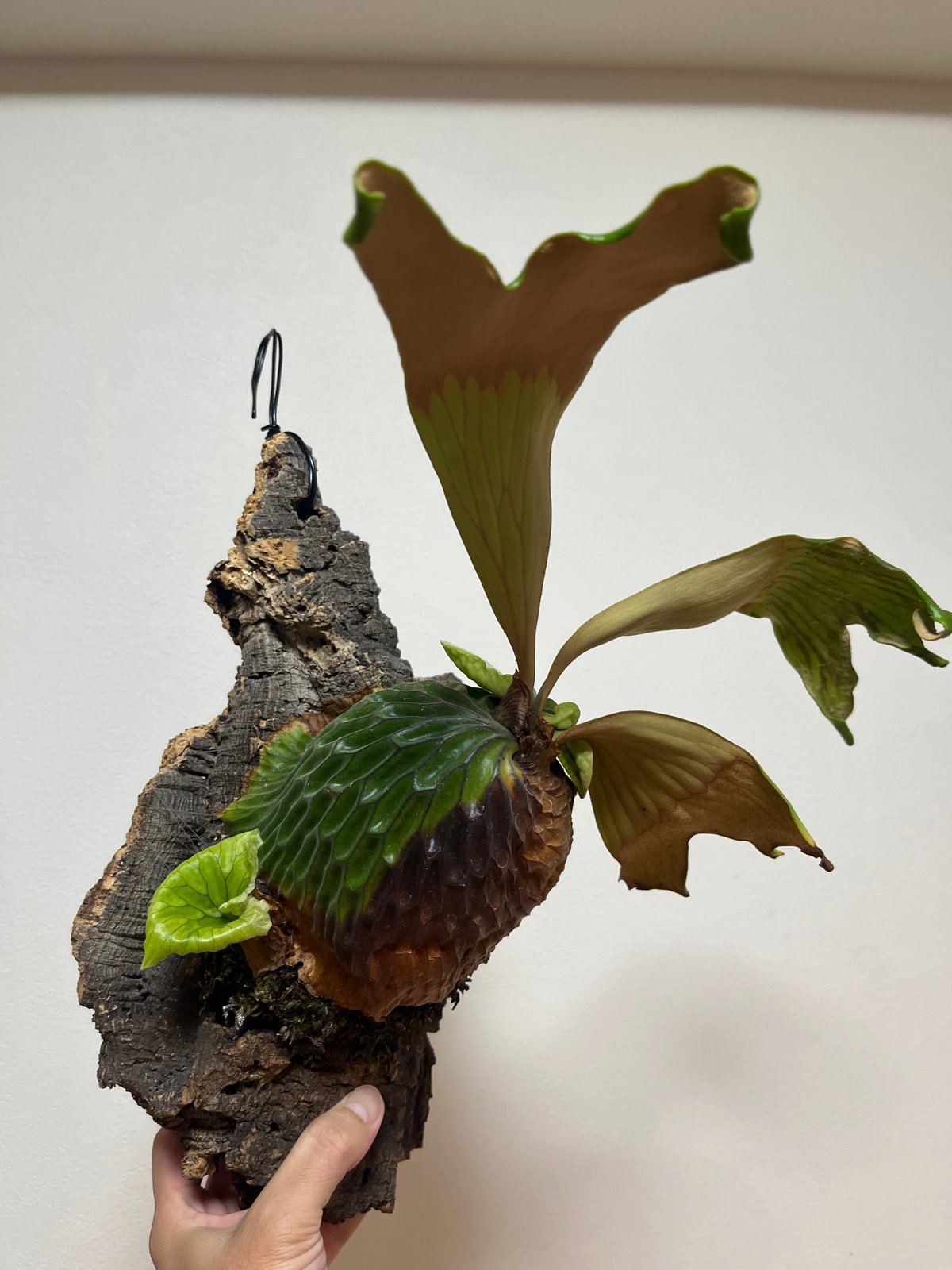 ビカクシダ　マダガスカリエンセ ビカクシダ マダガスカリエンセ | GREEN LUCK