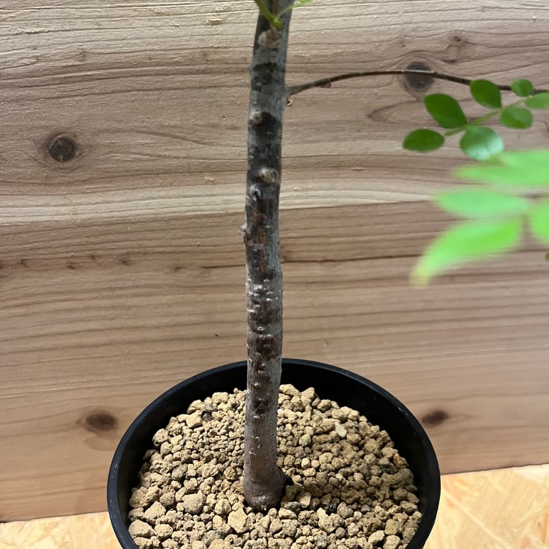 ボレアリス　カリブ オペルクリカリア ボレアリス | GREEN LUCK