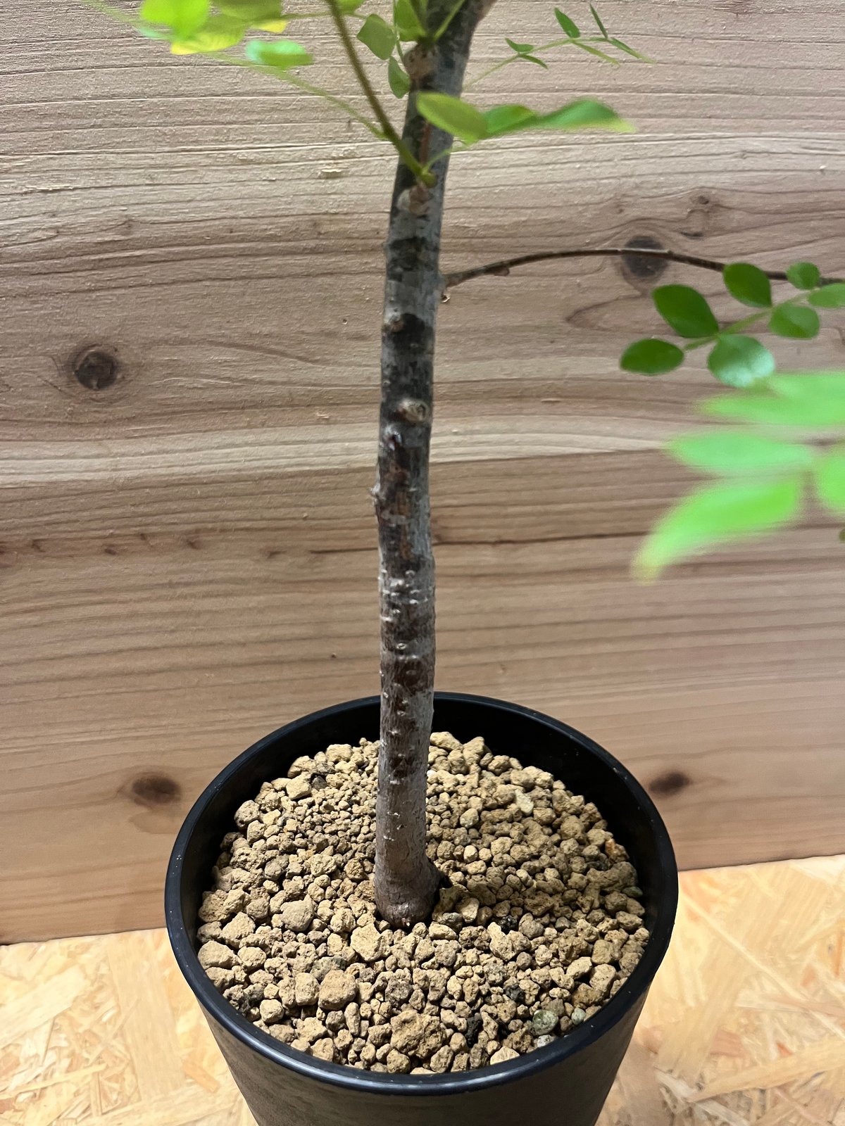 オペルクリカリア ボレアリス | GREEN LUCK