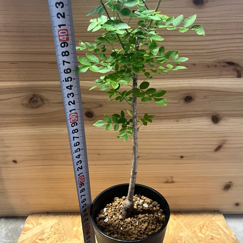 オペルクリカリア ボレアリス | GREEN LUCK