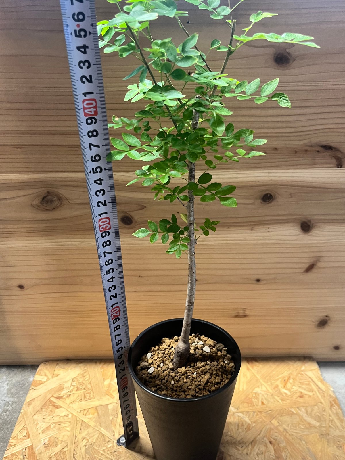 サマーセール！希少 hyb オペルクリカリア デカリー × ボレアリス 銅葉 3 サマーセール！希少 hyb オペルクリカリア デカリー