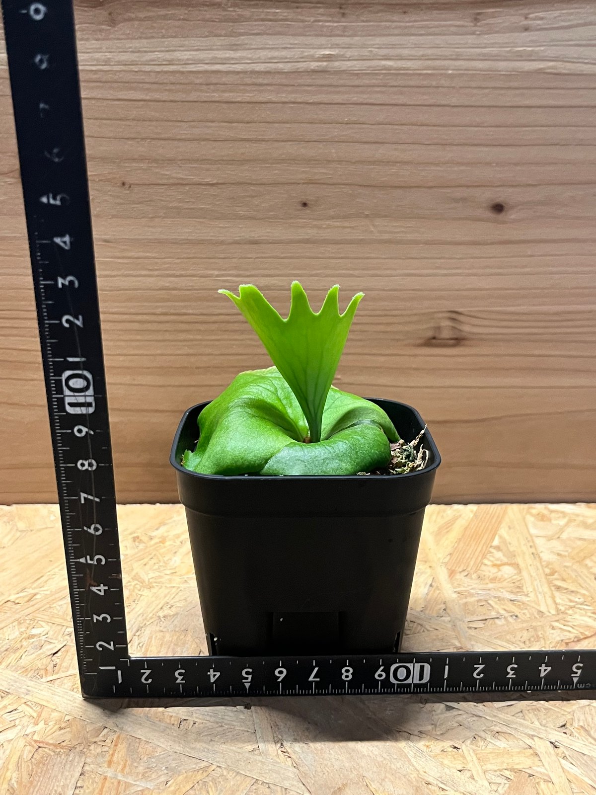 ビカクシダ コロナリウム | GREEN LUCK