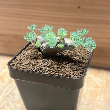 モンソニア　ムルチフィダ