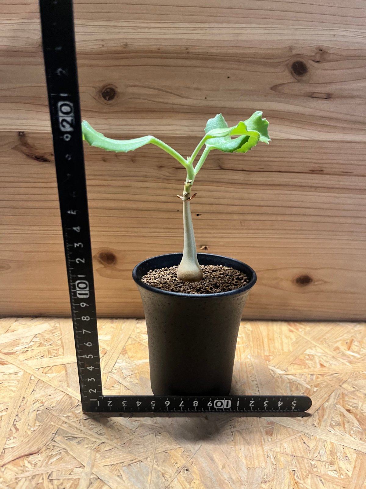 キフォステンマ ユター | GREEN LUCK