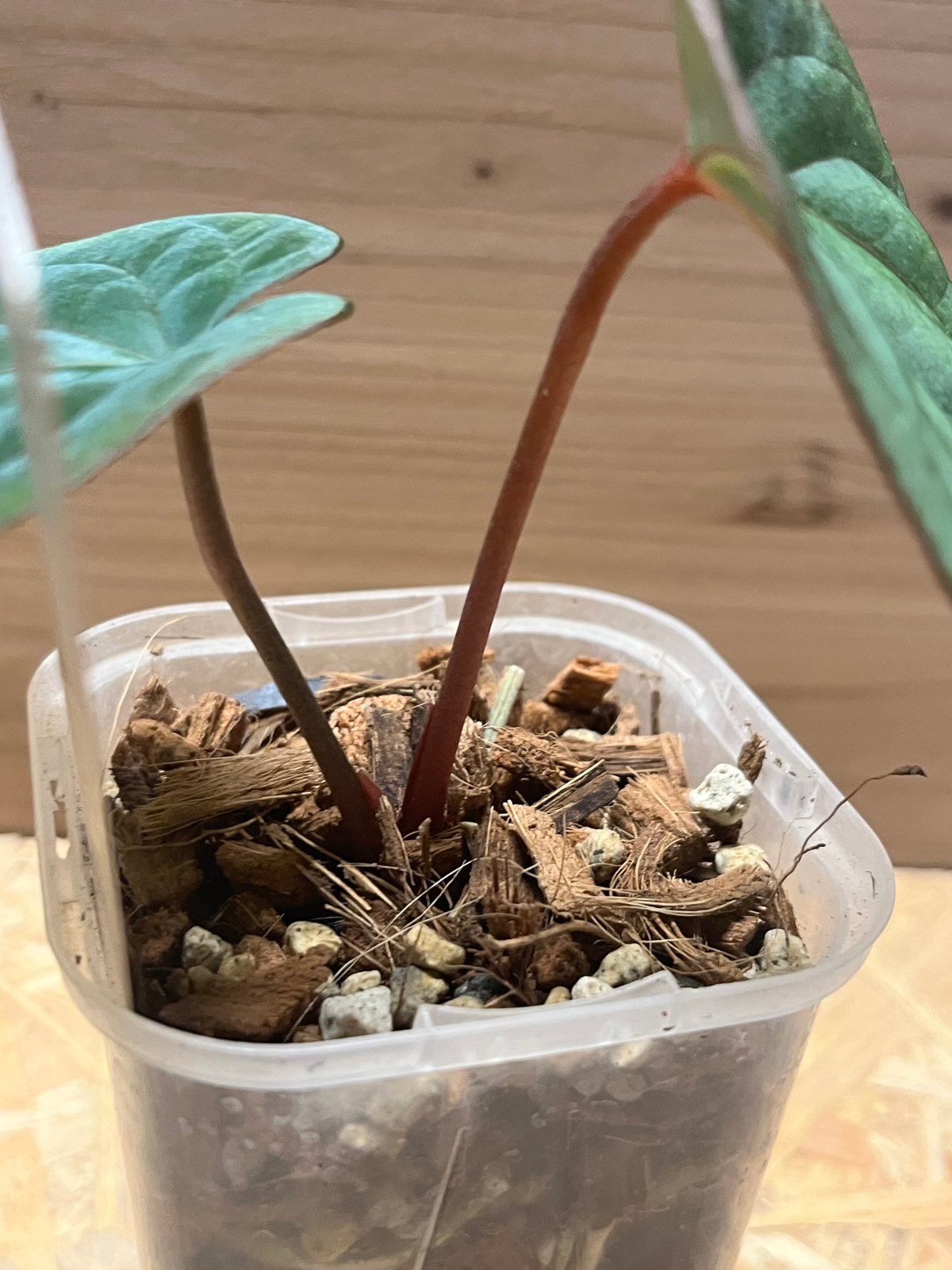 アンスリウム　ダークフェニックス　斑入り　ミント斑　激レア アンスリウム Anthurium 'Dark Phoenix' – RARE PLANTS JAPAN