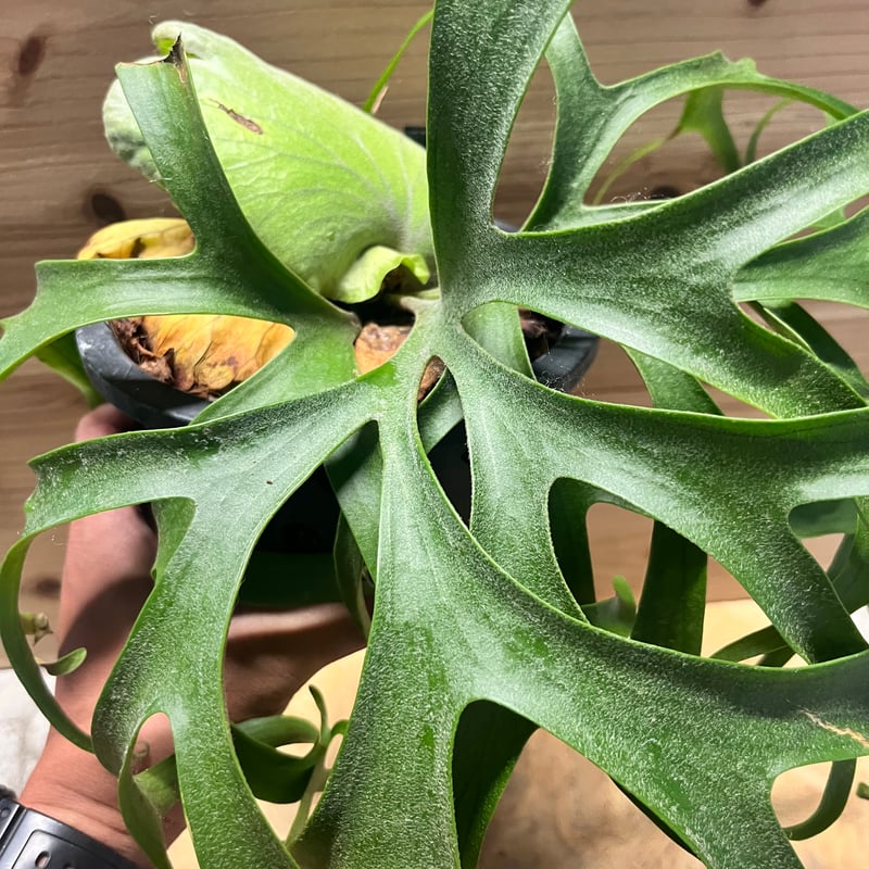 コロナリウム フィリピネス コルク付け ビカクシダ コロナリウム フィリピネスフォーム Platycerium