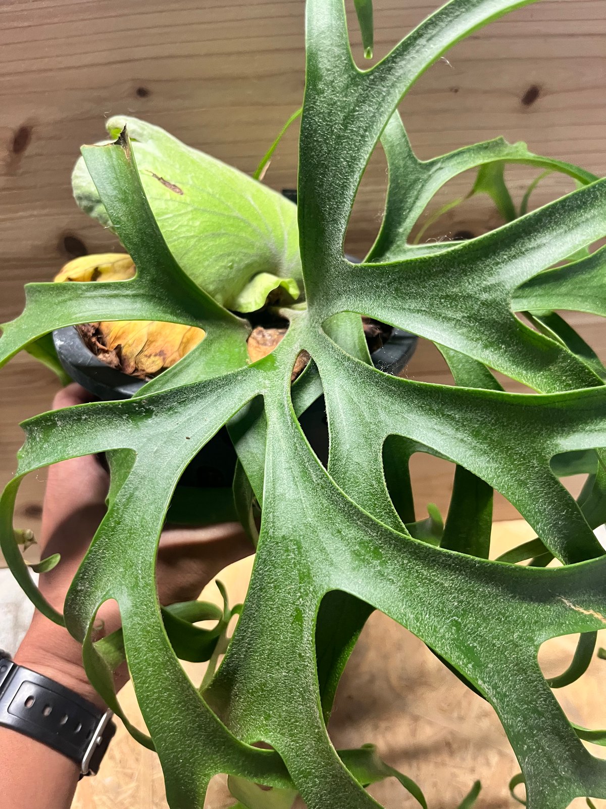 t*w様 ビカクシダ コロナリウム　フィリピネスドワーフ　101 ビカクシダ コロナリウム フィリピネス ドワーフ | GREEN LUCK