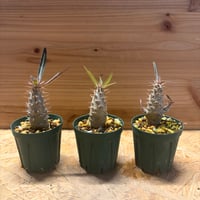 パキポディウム　カクチペス