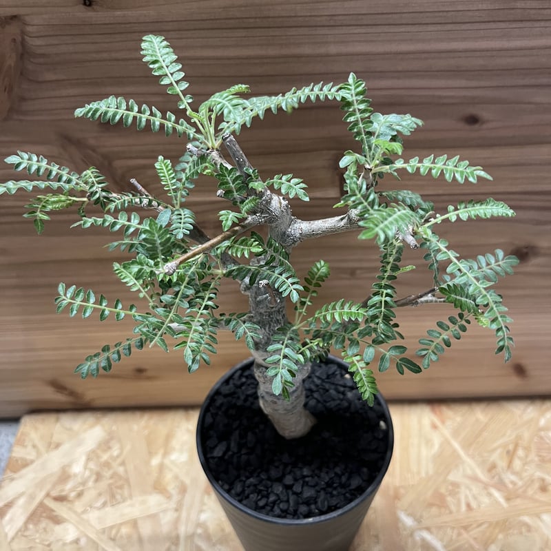 ボスウェリア　ネグレクタ　現地球　良型　伝市鉢　低重心 ボスウェリア ネグレクタ 現地球 良型 伝市鉢 低重心 ボスウェリア