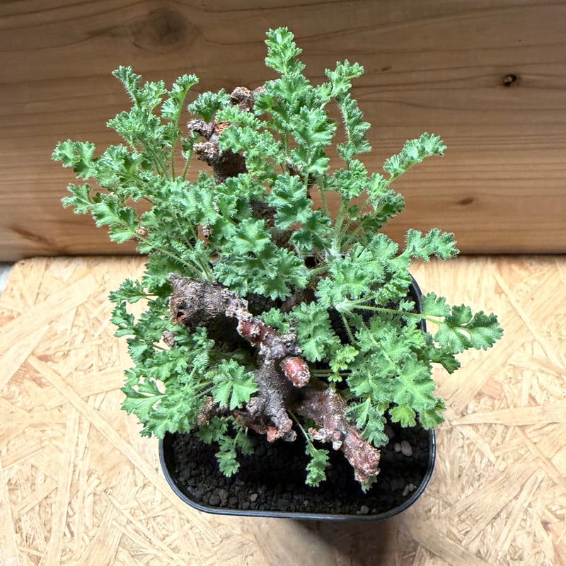 ペラルゴニウム アルテルナンス | GREEN LUCK