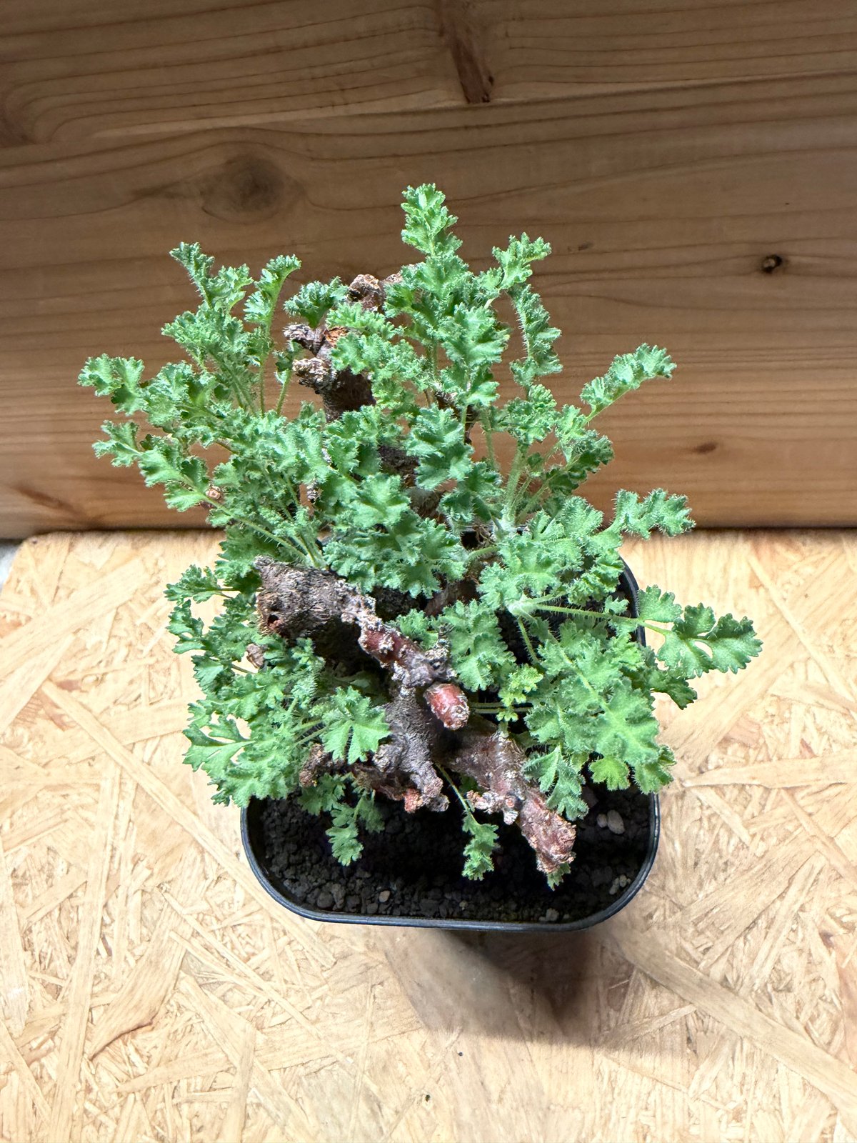 ペラルゴニウム アルテルナンス | GREEN LUCK