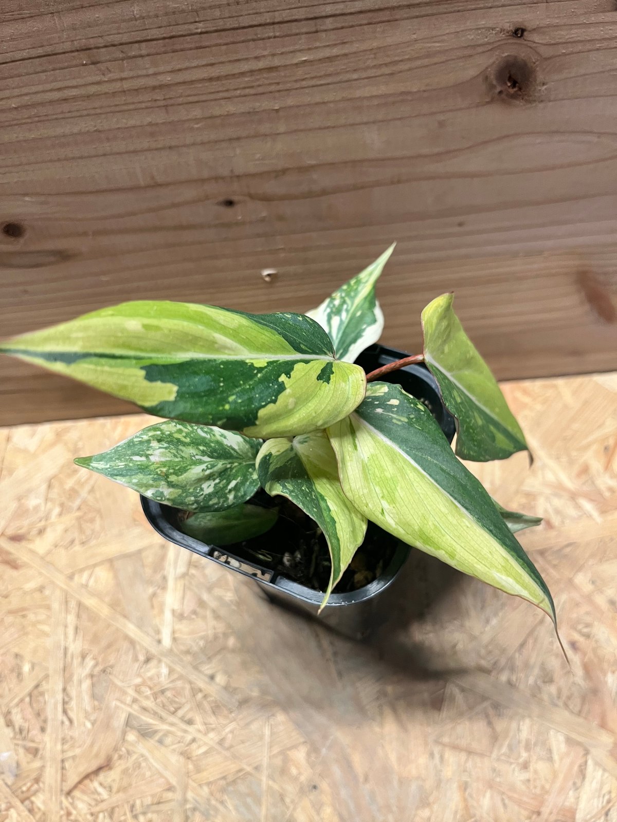 フィロデンドロン グロリーオサム 'トリカラー' | GREEN LUCK