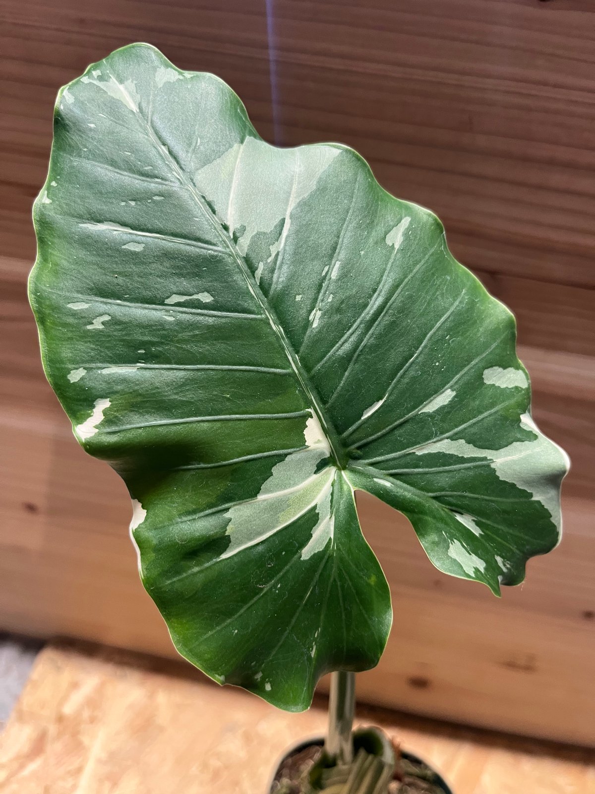 1146 斑入り クワズイモ 白斑入りAlocasia od ora. variegata