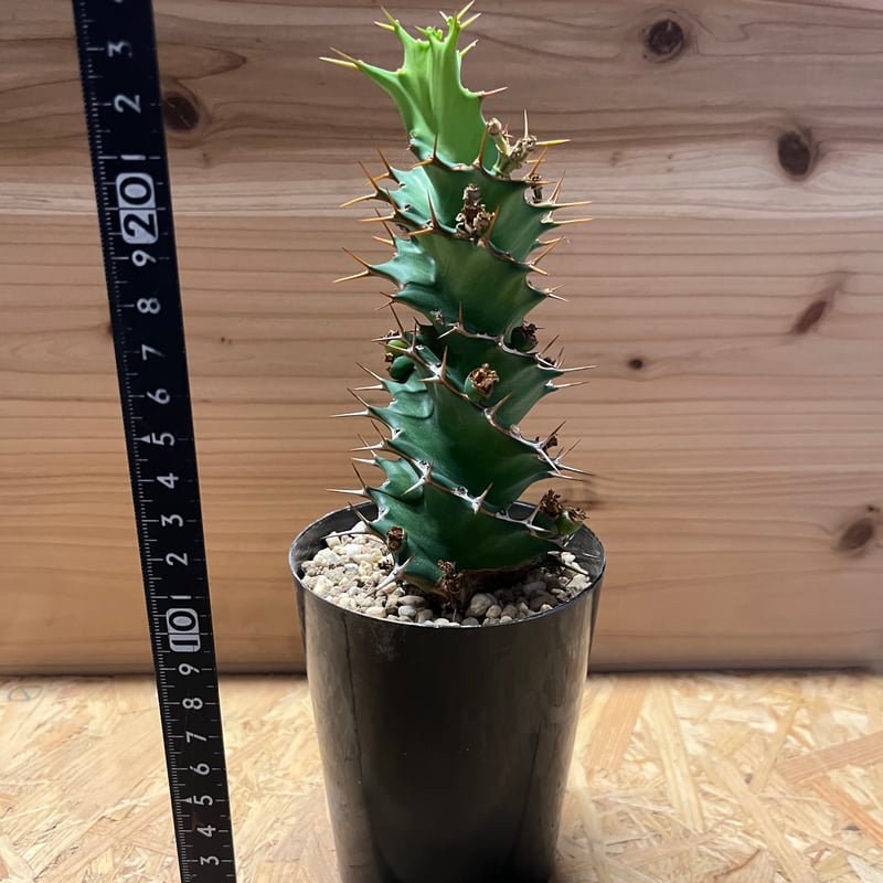 【希少美株】ユーフォルビアトルチラマ 実生 サボテン 多肉植物 塊根 希少美株】ユーフォルビアトルチラマ 実生 サボテン 多肉植物 塊根