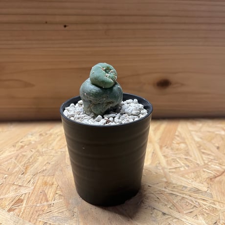 翠冠玉 | STORES