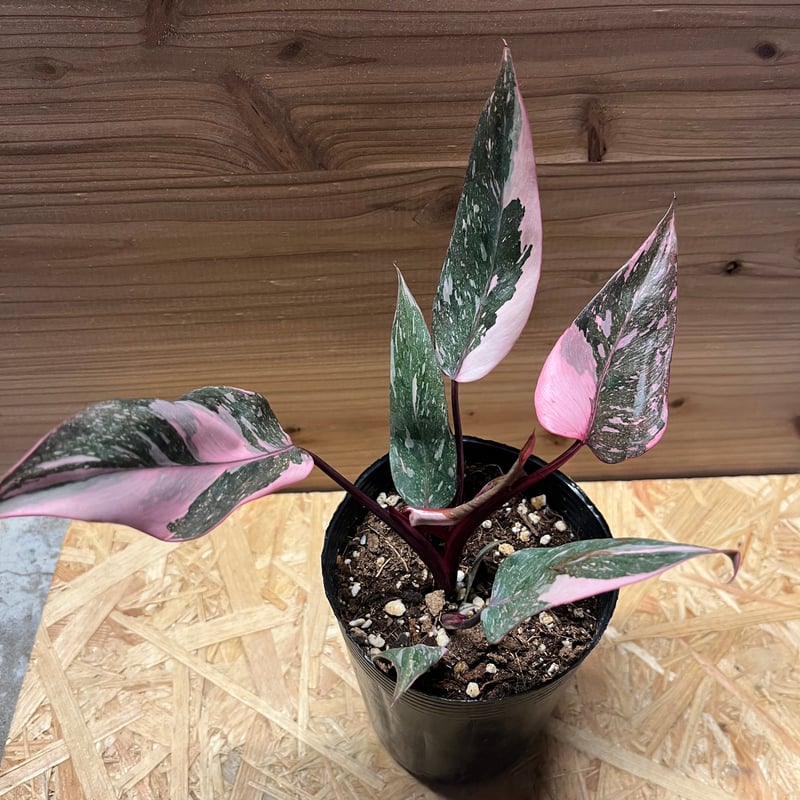 フィロデンドロン ピンクプリンセス ギャラクシー | GREEN LUCK