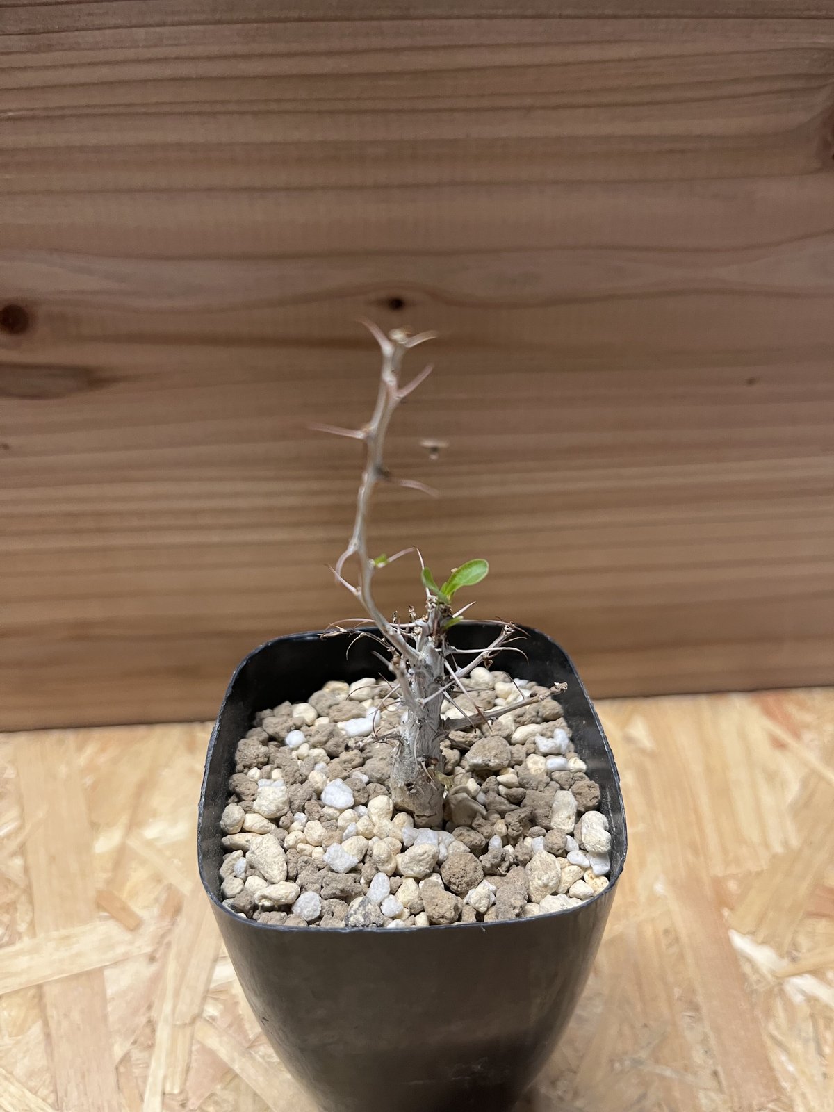 フォークイエリア・コルムナリス　観峰玉 fit=scale-down,w=1200