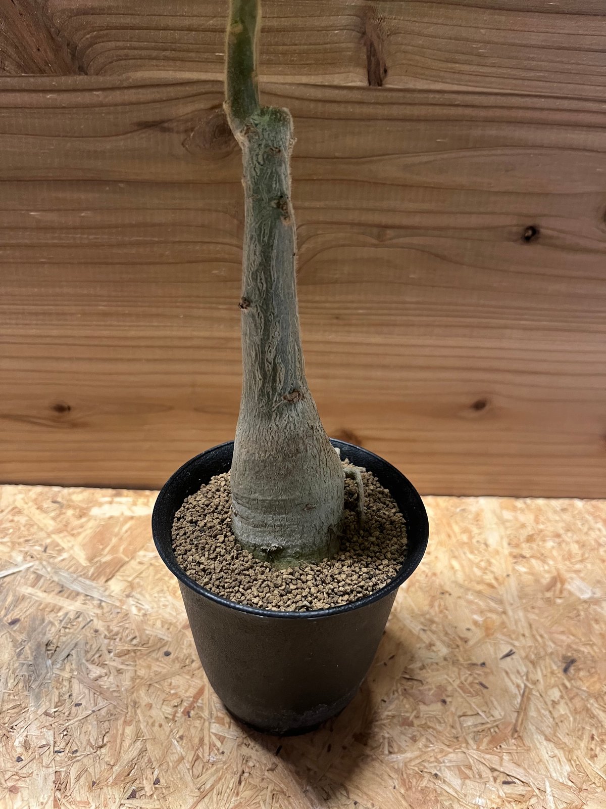 ウンカリーナ グランディディエリ | GREEN LUCK