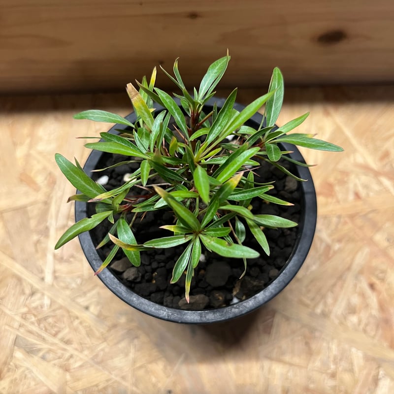 フォークイエリア　プルプシー isla del pescado - Fouquieria purpusii-フォークイエリア
