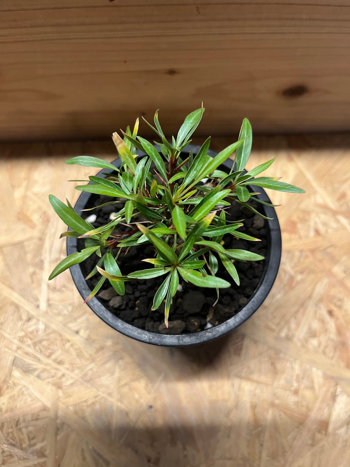 【速達ご対応です★国内実生株！】　フォークイエリア　プルプシー　鉢のまま発送　m フォークイエリア プルプシー | GREEN LUCK