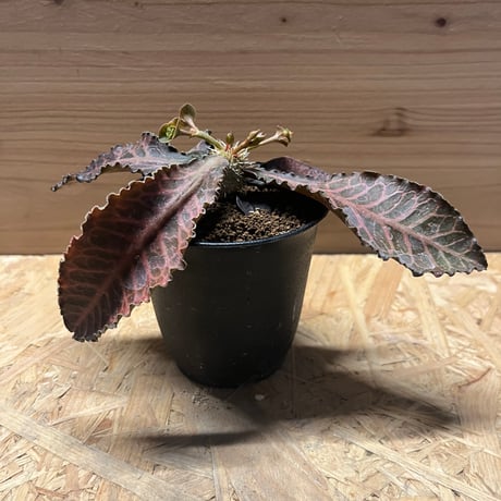 ユーフォルビアフランコイシー | STORES