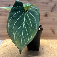 アンスリウム　NO ID アンスリウム NO ID | GREEN LUCK