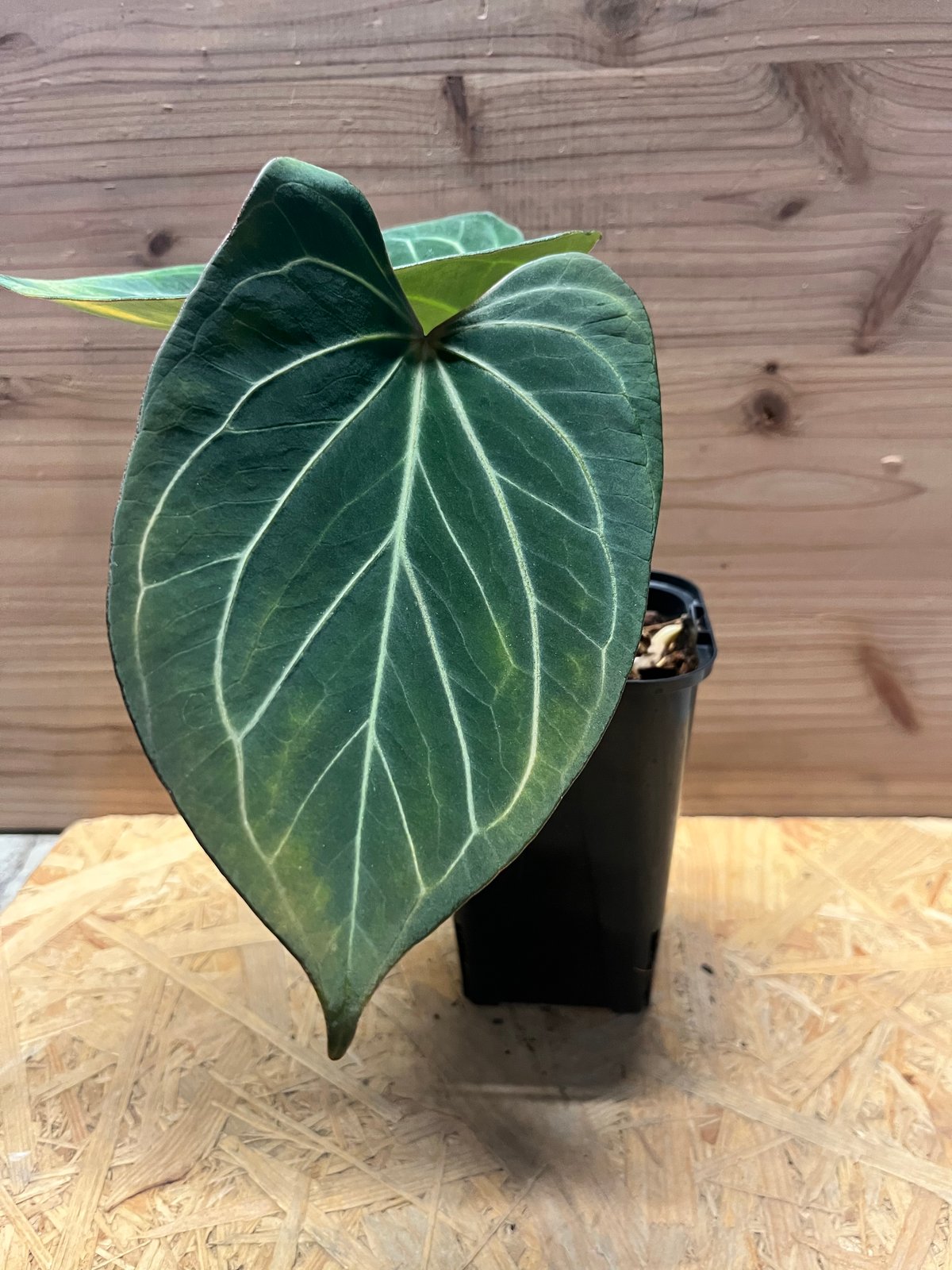 アンスリウム 'キングオブスペード' | GREEN LUCK