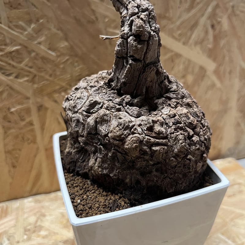 ※テル【極上美株/塊根植物】ステファニア スベローサ　特大美株　発根済み ステファニア スベローサ | GREEN LUCK